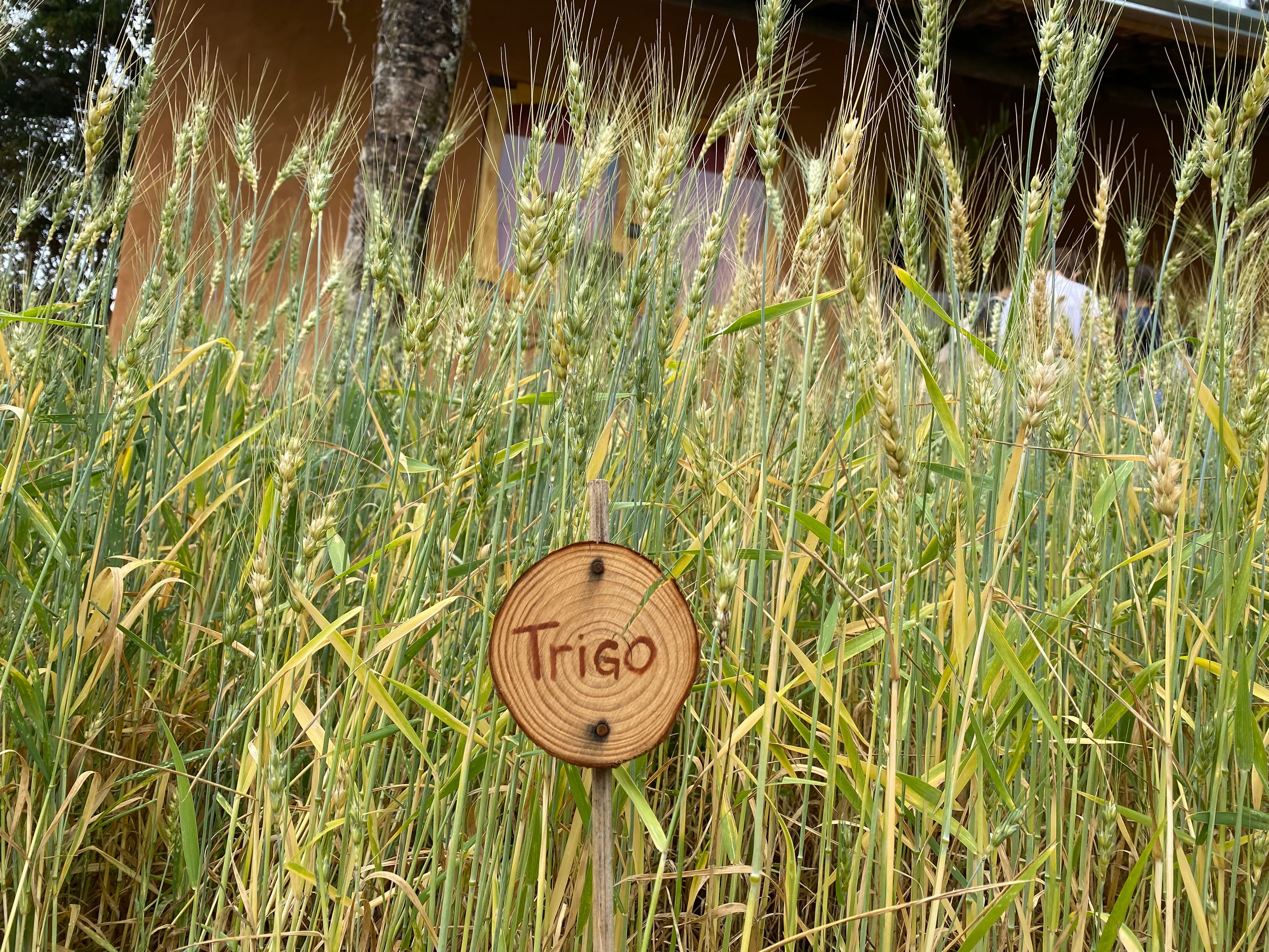image trigo